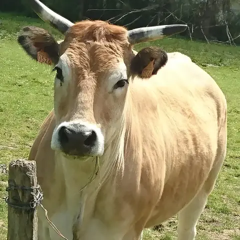 Macarena photo 2