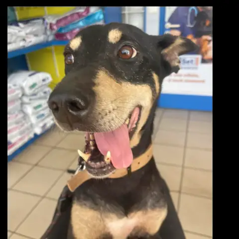 Oscar