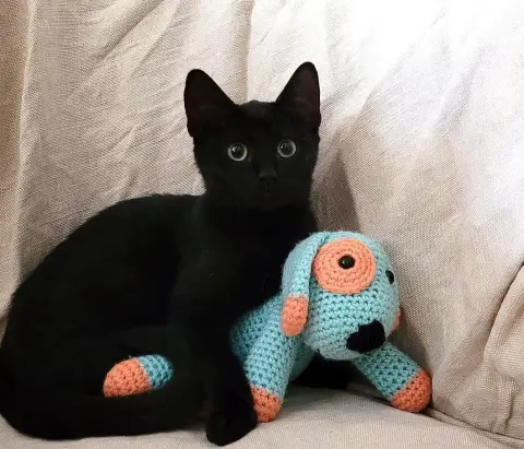 Minette