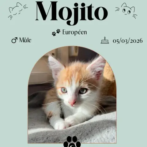 Mojito