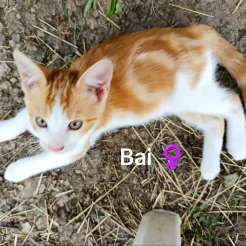 Bai Et Bouchon