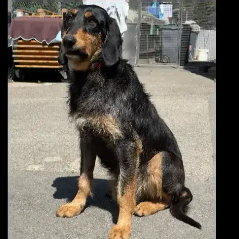 Woody photo 3