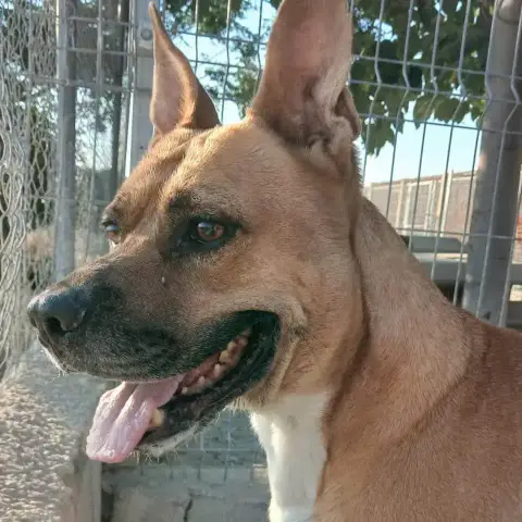 Tadeo