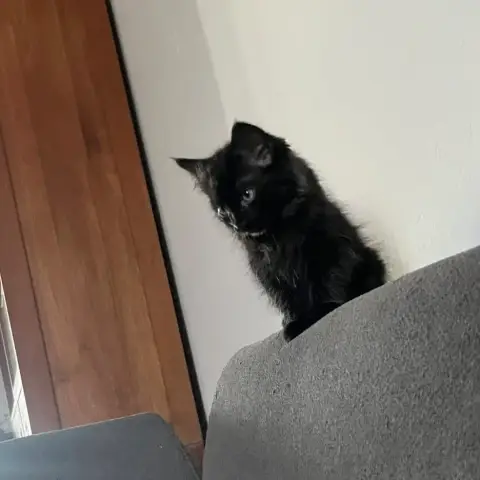 Benito