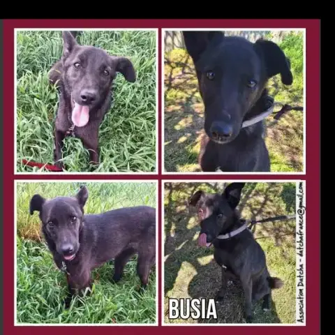 Busia