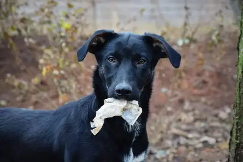Chookie photo 2