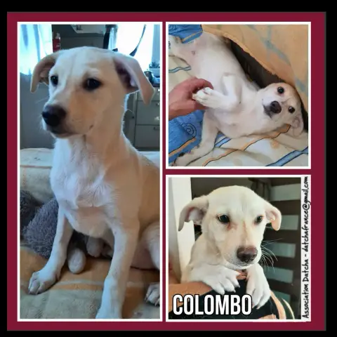 Colombo