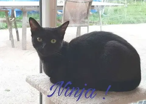 Ninja