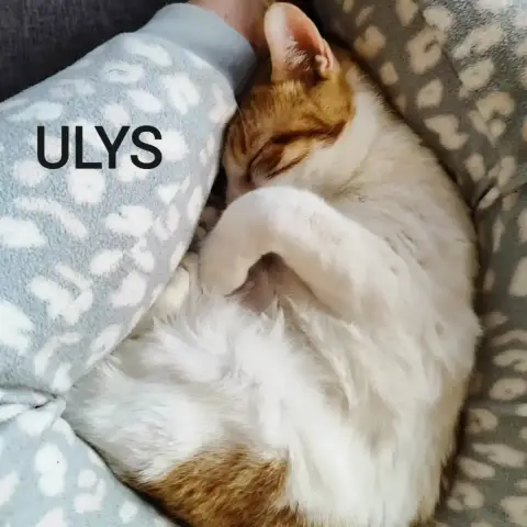 Ulys photo 2