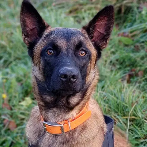 Rex
