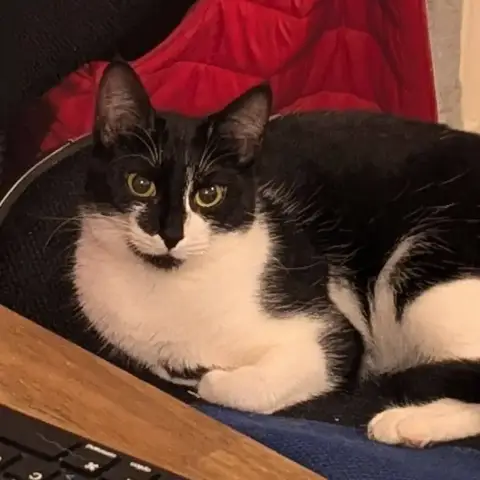 Oreo photo 2