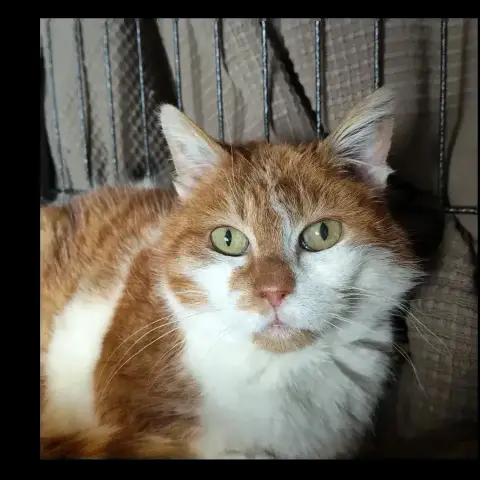 Ginger