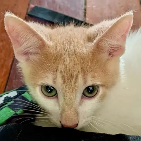 Biscotte
