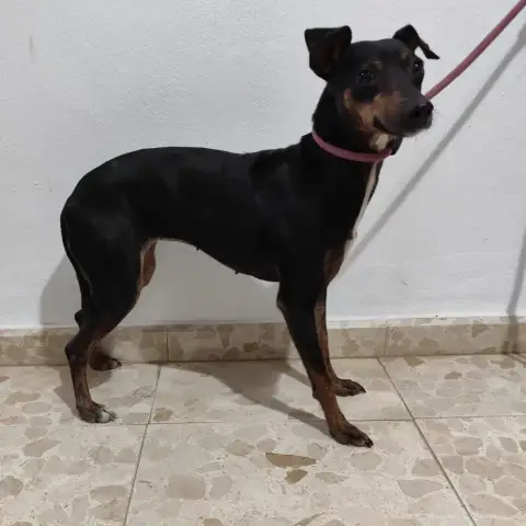 Mara