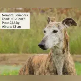 Sonadora
