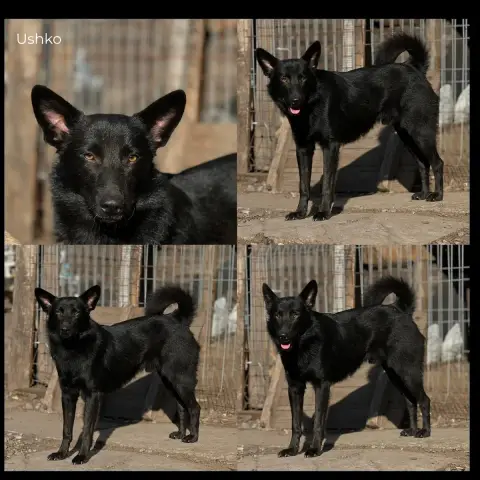 Ushko