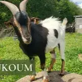 Loukoum
