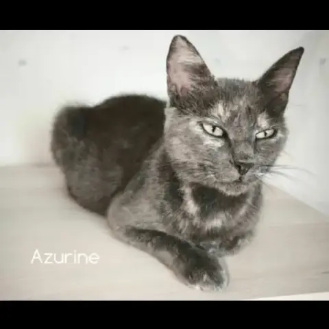 Azurine photo 2