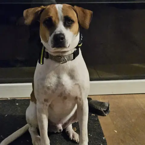Elliot