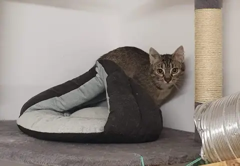 Cleopatre En Fa À Batilly