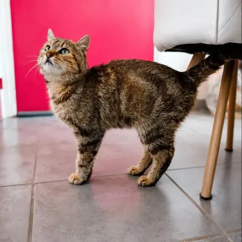Bijou