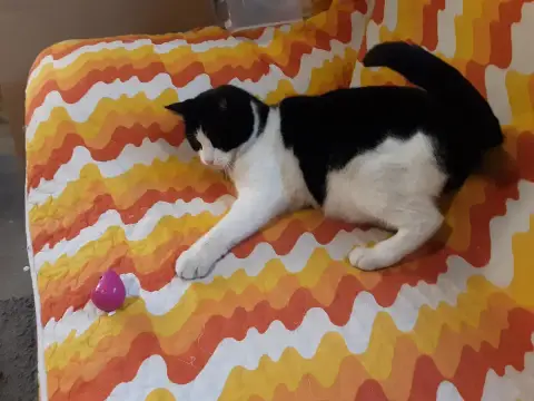 Sparow