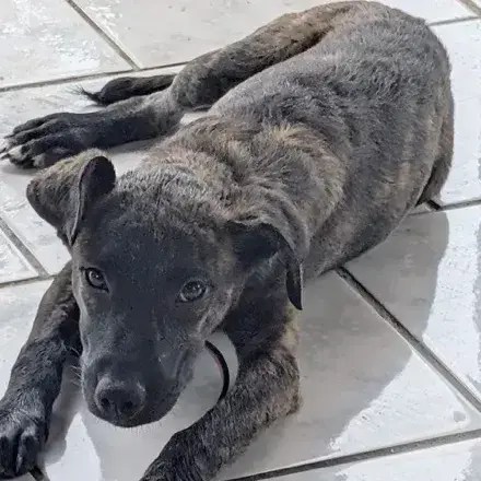 Ollie