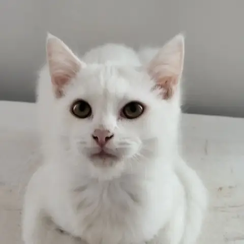 Skaï