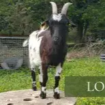 Loki