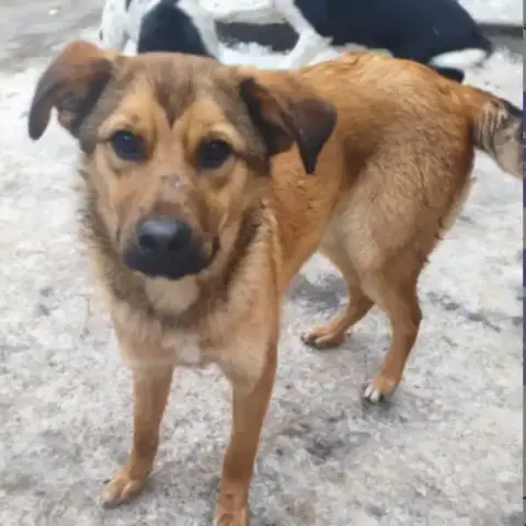 Barni-Urgent!
