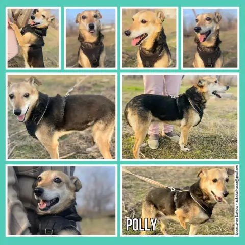 Polly