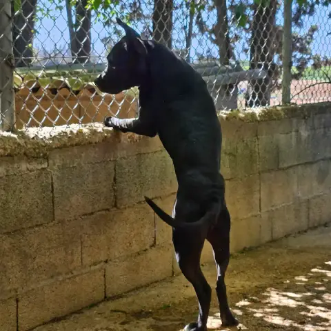 Blacky photo 3