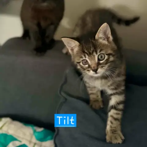Tilt photo 2