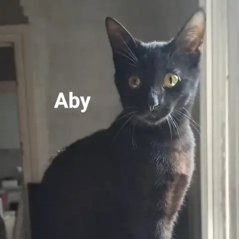 Aby