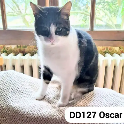 Oscar