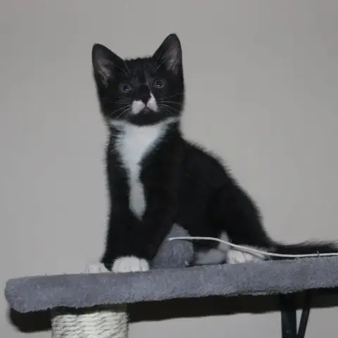Jett