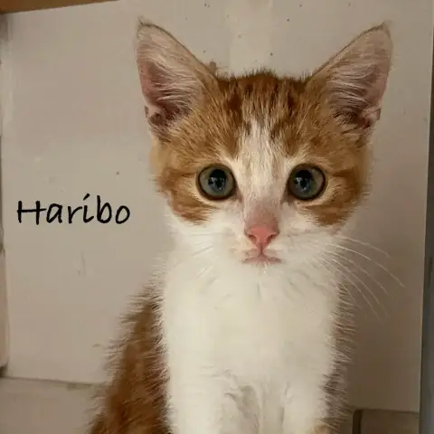 Haribo