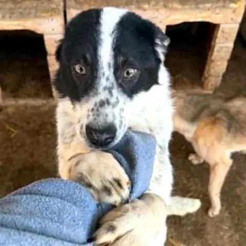 Pongo