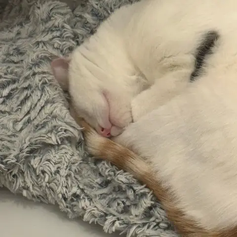 Millie photo 2