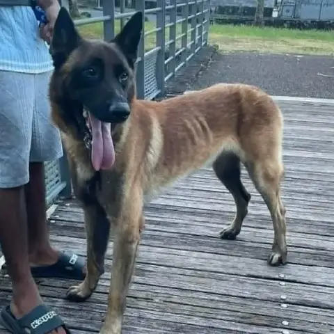 Hyrox Malinois