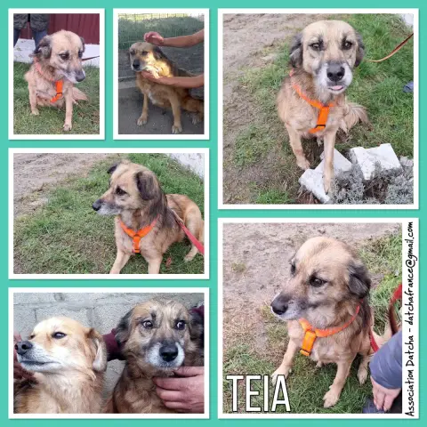 Teia