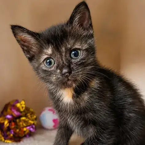Arya