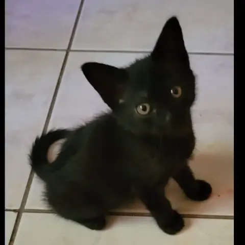 Onyx photo 3