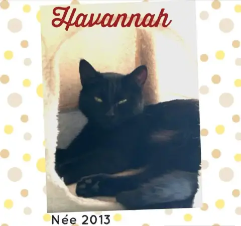 Havannah