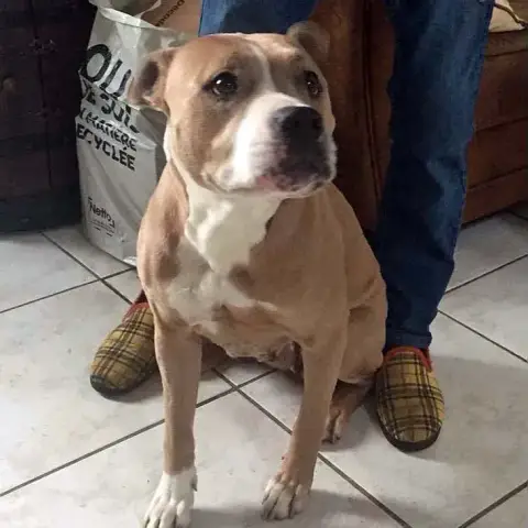 Nala