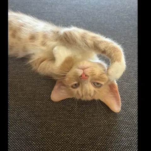 Monty