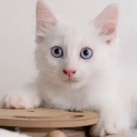 ✨️ Spicy ✨️ 🐱 photo 2