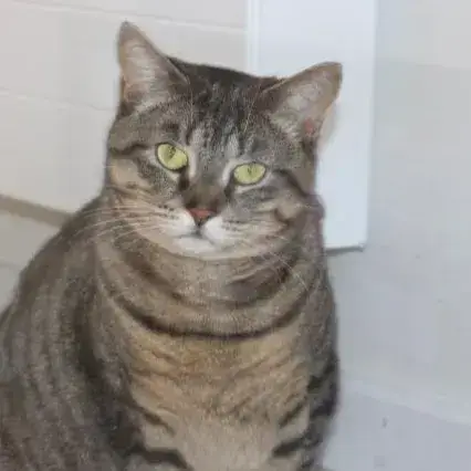 Lila