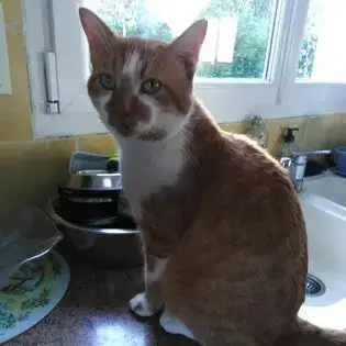 Chester