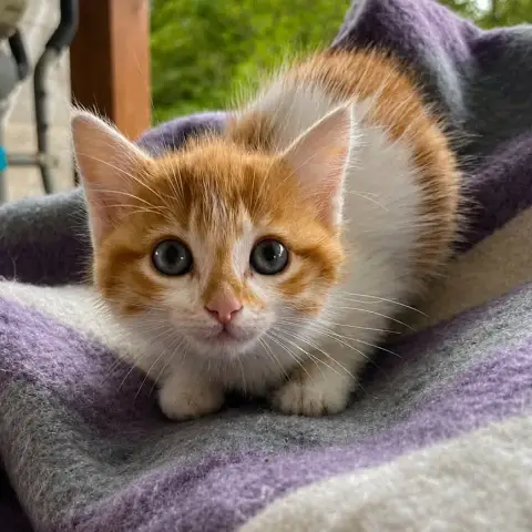 Ginger
